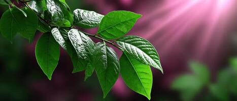 Bright Green Leaves with a Rich Pink Background and Copyspace in Nature Sunlit Environment photo