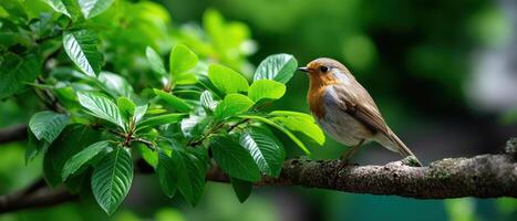 Robin Perched on a Tree Branch Nature Background Copyspace for Serenity Spring Environment photo