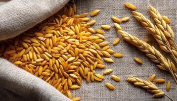 Freshly Harvested Rice Grains on Burlap Background with Copyspace Nature Scene Vibrant Colors photo