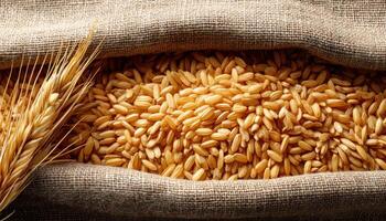 Freshly Harvested Rice Grains in a Natural Background with Copyspace for Visual Appeal photo