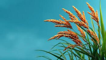Golden Rice Plants in Vibrant Background Nature Scene with Copyspace for Design photo