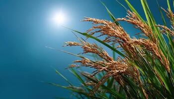 Golden Rice Plants Basking in Bright Sunlight Nature Scene Background Copyspace photo