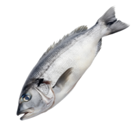Fresh Whole Fish with Silver Scales and Streamlined Body Shape png