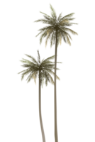 Both of coconut palm trees isolated graphic illustration. png