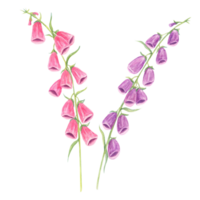 Mixed purple and magenta foxglove flowers watercolor clipart. A versatile asset for floral compositions, garden-themed prints, fabric patterns, and custom design projects png