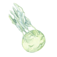 A single kohlrabi depicted in soft green and blue hues. Vegetable hand drawn watercolor clipart for botanical prints, labels, seed packet designs, and health food promotional materials png