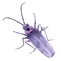 Watercolor illustration of a lilac beetle with antennae. Retro style insect. png