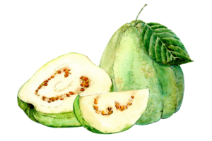 Exotic fruits. Watercolor illustration. Guava with white pulp. Whole fruit, cut piece and half. png