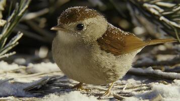 Highly Detailed Capture of Nightingale Singing in Natural Setting photo