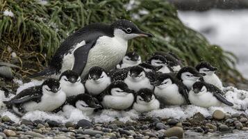 Penguins Huddled Together on Icy Shore Amidst Snowy Environment photo