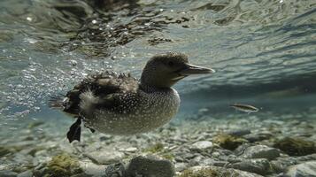 Loon Swimming Underwater Chasing Fish in Clear Blue Water photo