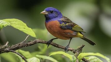 Colorful Painted Bunting Displaying Its Vibrant Plumage on Branch photo