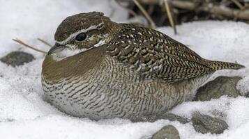 Ptarmigan Camouflaged in Rocky Alpine Terrain Blending with Snow photo