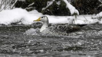 Eider Duck Swimming in Icy Arctic Waters with Snowfall Background photo