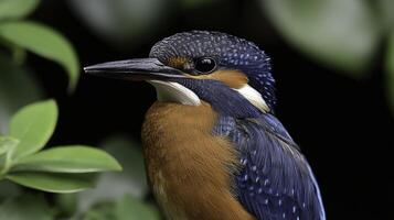 Close-Up Shot of a Kingfisher Bird with Reflective Eye photo