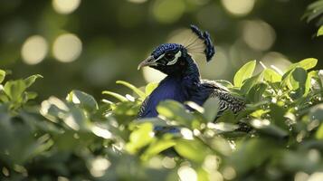 Vibrant Peacock Displaying Feathers in Lush Green Environment photo
