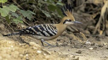 Striking Hoopoe Bird Displaying Bold Black and White Stripes photo