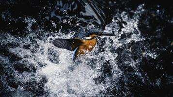 Kingfisher Diving Into River Creating Splash of Water photo