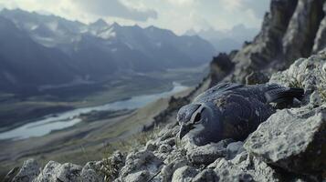 Ptarmigan Bird Blending into Rocky Terrain of Alpine Landscape photo