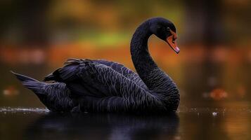 Elegant Black Swan Gracefully Gliding Across Tranquil Water Scene photo