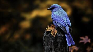 Stunning Bluebird Perched on Rustic Post Amid Fall Colors photo