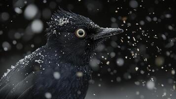 Woodpecker Head Close-Up as It Pecks at Bark in Snowy Background photo
