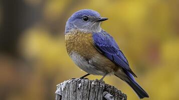 Stunning bluebird perched on rustic fence post with autumn backdrop photo