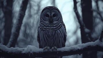 Barred Owl Perched Silently on Branch in Dense Forest Environment photo