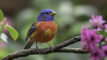 Vibrant Bird Displaying Colorful Plumage Amidst Blooming Flowers photo