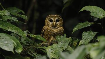 Barred Owl Perched Silently on Branch in Dense Greenery photo