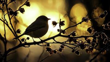 Silhouette of a Bird Perched on a Branch at Sunset photo