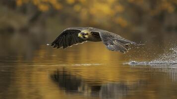 Peregrine Falcon Diving Toward Prey Above Calm Water Surface photo
