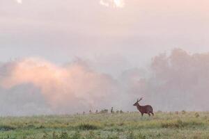 A deer stands in a field with fog in the background photo