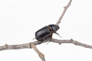 A beetle is sitting on a branch photo