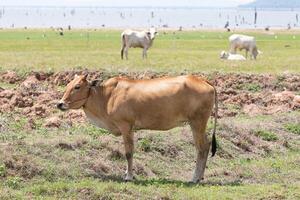 A cow standing in a field with other cows photo