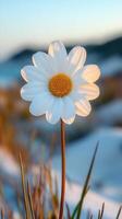 A close-up of a daisy flower in natural light. photo