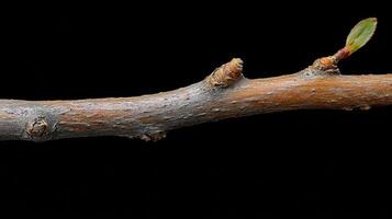 A close-up of a twig with a budding leaf. photo