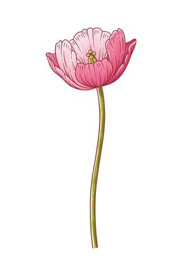 Tulip, simple pink blooming flower isolated on white background. Beautiful spring decor for Easter, Mother Day, Canadian Tulip Festival. Drawing botanical element for design
