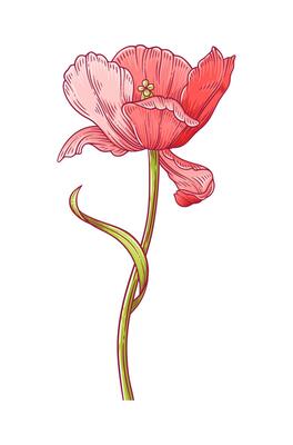 Tulip, elegance red blooming flower with leaf isolated on white background. Beautiful spring decor for Easter, Mother Day, Canadian Tulip Festival. Drawing element for design