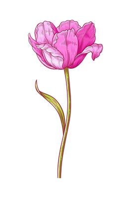 Tulip, elegance pink blooming flower with leaf isolated on white background. Beautiful spring decor for Easter, Mother Day, Canadian Tulip Festival. Drawing element for design