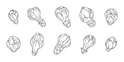 Apricot buds set in a graceful thin line. Sketch of cherry blossoms hand drawn. Outline of Japanese sakura flowers, black color vector
