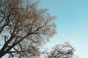 Beautiful tree top and a plane trail in the sky. photo