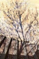 Shadow of a vare tree on stairs and a wall photo