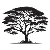 Magnificent Acacia Tree Silhouette for Landscape Design and Art vector