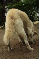 Golden-Haired Dog Digging in the Ground Outdoors on a Cloudy Day photo