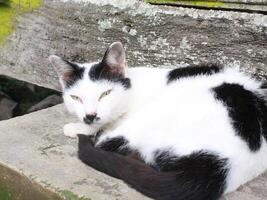 Relaxing Black and White Cat Resting Outdoor on a Wooden Surface photo