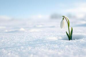 A single snowdrop flower emerges from a snowy landscape, symbolizing hope, resilience, and the delicate beauty of spring's arrival in winter. photo