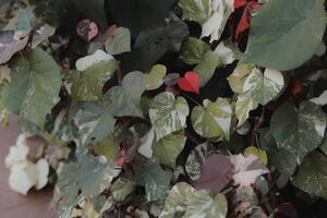 The vibrant and lush green ivy leaves exhibit a stunning array of colorful variegation patterns photo