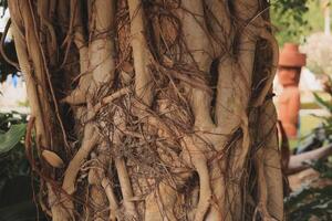 Exploring the Intricate Details of Tree Roots and Vines Found in the Natural World photo