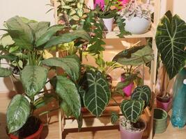 Lush Indoor Plant Display with Varied Foliage and Textures for a Beautiful Atmosphere photo
